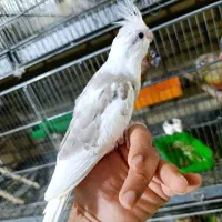 خرید و فروش عروس هلندی ،مرغ عشق فنچ|پرنده|نجفآباد, حومه نجف آباد|دیوار