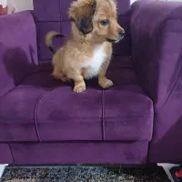 سگ آرام و خانگی