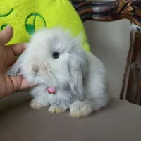 خرگوش مینی لوپ سفید برفی کیوت