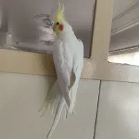 پرنده عروس هلندی نر|پرنده|خنجین, |دیوار