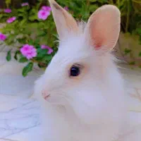 واگذاری خرگوش نر بالغ سفید|موش و خرگوش|زابل, |دیوار