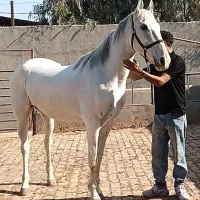 اسب|اسب و تجهیزات اسب‌سواری|قم, دروازه چوبی|دیوار