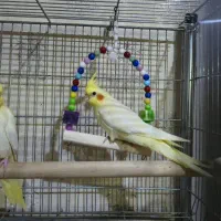 عروس هلندی دو ماهه