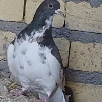 ماده شهری،بهبهانی،پلاکی