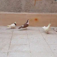 کفتر شیرازی معاوضه با بلدرچین|پرنده|اهواز, بهارستان|دیوار