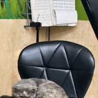 گربه اسکاتیش ماده