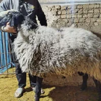 قوچ شال اصیل هرکول