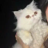 گربه پرشین سفید اماده جفتگیری با ماده شما