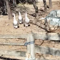 قوغاز خاکستری نر|حیوانات مزرعه|رزن, |دیوار