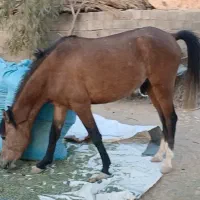 اسب|اسب و تجهیزات اسبسواری|کازرون, |دیوار