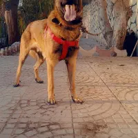 واگذاری مالینویز|سگ|شهریار, شهریار|دیوار