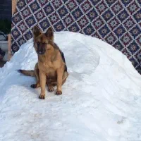 سگ گمشده