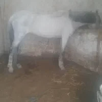 مادیان پالونی