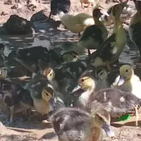 اردک اسرائیلی ۴۰ روزه