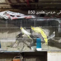 فروش طوطی عروس دستی