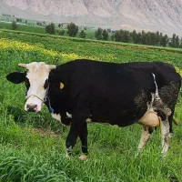 دو گاو سیمینتال و گوساله