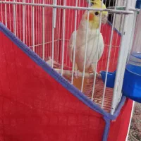 عروس هلندی|پرنده|کوهبنان, |دیوار