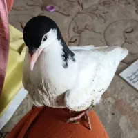 جوجه کبوتر تاز دونخور