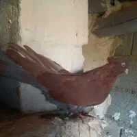 گرگی زرد|پرنده|انزل, |دیوار