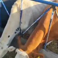 فروش‌۲۵‌راس‌تلیسه‌شیری