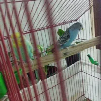 فروش دو عدد مرغ عشق