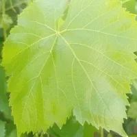 برگ موی تازه