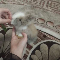 خرگوش سه ماهه واکسن خورده نر