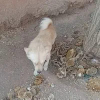 سگ پاکوتا گوش تیز