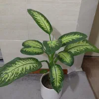 گل آپارتمانی  دیفن باخیا زیبا|گل و گیاه طبیعی|شهریار, شهریار|دیوار