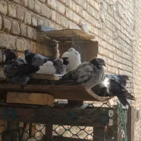 کبوتر
