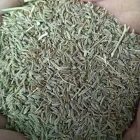 زیره سبز تمیز (۴۰۰ کیلو)