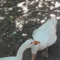 سلام یک جفت غاز سفید