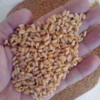 گندم تیرگان اصلاح شده درجه یک