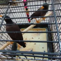 مینا فنچ کفتر خانگی قیمت مناسب