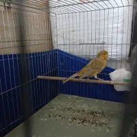 دوتا قناری نر قرص بخون دهن ایوب
