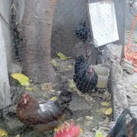 مرغ و خروس رسمی تخم گزار فروش فوری|حیوانات مزرعه|قرچک, داوود آباد|دیوار