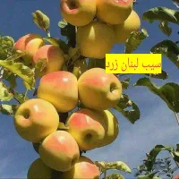 نهال فروشی سبز نهال|خدمات باغبانی و درختکاری|سنندج, |دیوار