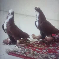 کبوتر قرمز عرب جفت