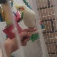 فروش فوری عروس هلندی دستی 100تخفیف