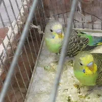 مرغ عشق|پرنده|خمینی‌شهر, |دیوار