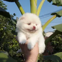 پامرانین خرسی بوفیس|سگ|گلوگاه, |دیوار