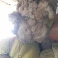 پشم گوسفندامسال