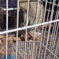 عروس هلندی|پرنده|خسروشاه, |دیوار