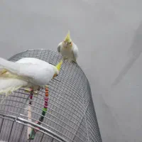 عروس هلندی لوتینو جوان بالغ|پرنده|دورود, |دیوار