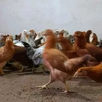 نیمچه مرغ تخمگذار نژاد گلپایگان/نزدیک به تخم|حیوانات مزرعه|کاشان, خرمدشت|دیوار