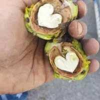 گردو درجه ۱ پوست کاغذی|خوردنی و آشامیدنی|اصفهان, نقش جهان|دیوار