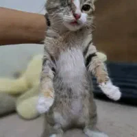 واگذاری بچه‌گربه ۲ماهه|گربه|ری, ظهیرآباد|دیوار