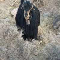 فروش گوسفند|حیوانات مزرعه|شیراز, داریون|دیوار