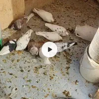 چند عدد کفتر