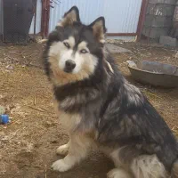 سگ هاسکی چشم آبی|سگ|نقده, |دیوار